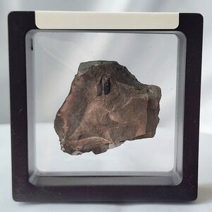 Unique Rare Carboniferous Coal Era Fossil From World Famous Union Chaple Mine OG